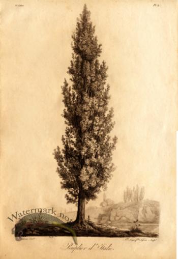 Defiennes Trees 09 S